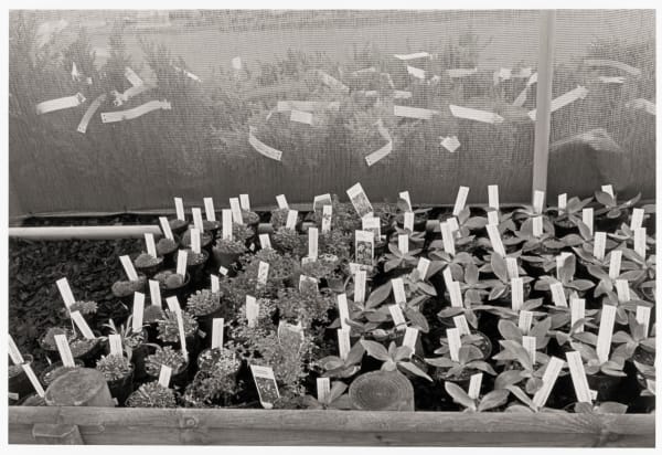 John Blakemore, To Make a Garden, No. 5 (Garden Centres), 1980s