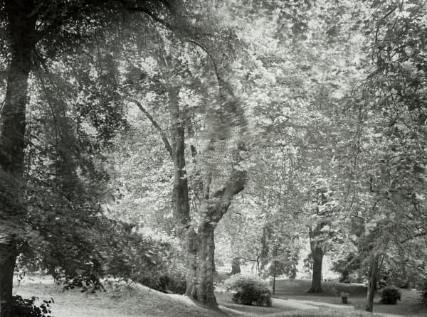 John Blakemore, Arboretum, 2017