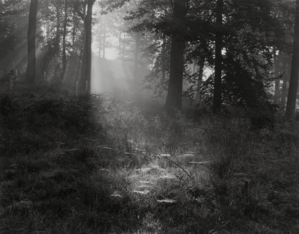 Fay Godwin, Russell's Enclosure from "The Secret Forest of Dean", 1985