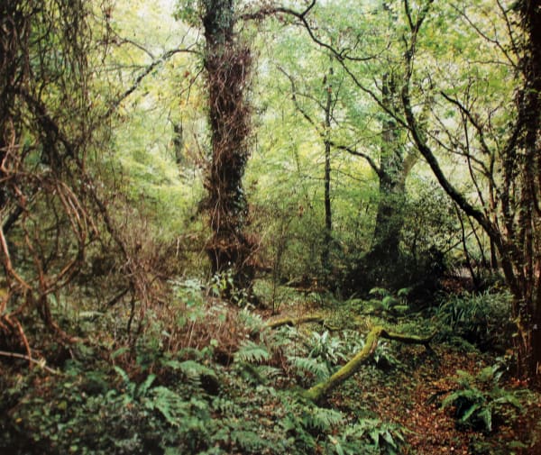 Jem Southam, The Painter's Pool, 14 August 2002 (left), 2002