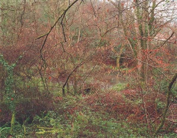 Jem Southam, The Painter's Pool, 25 January 2004, 2003