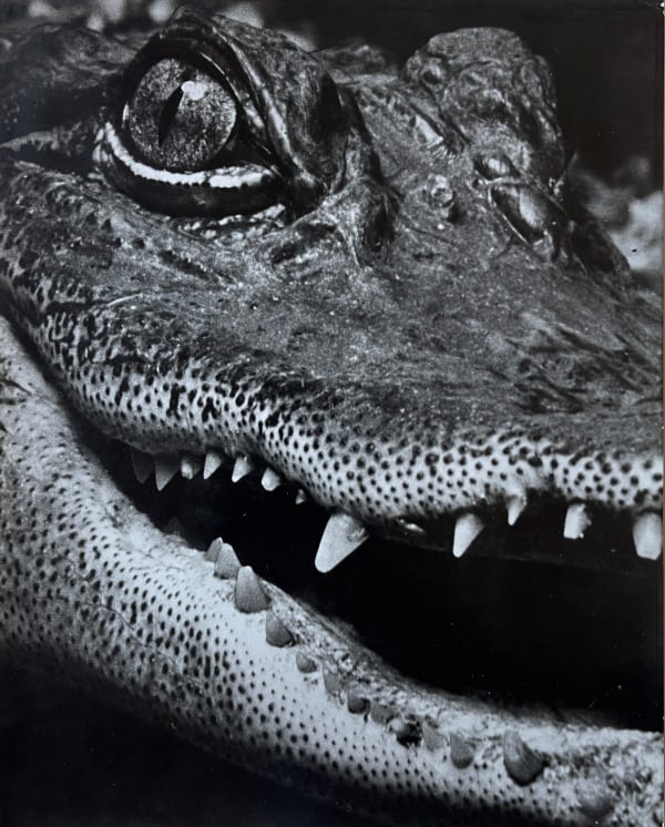 Wolfgang Suschitzky, Crocodile, 1958