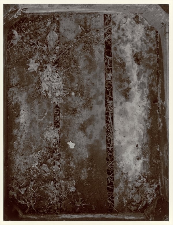 John Blakemore, The Neglected Garden, 1980