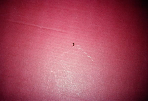 Anna Fox, Cockroach Diary, 1996