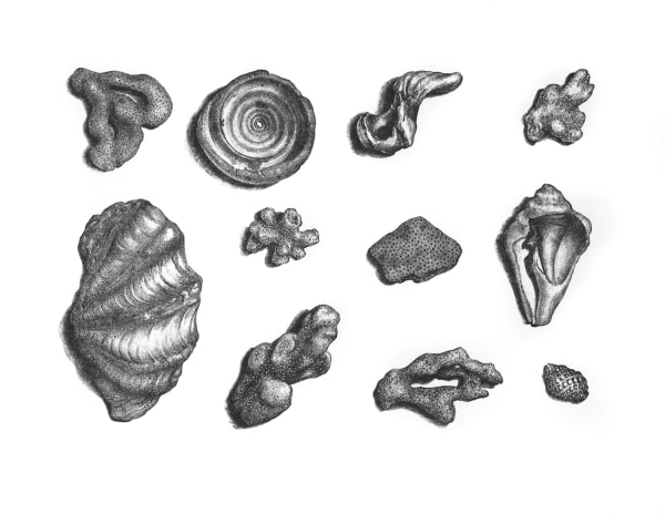 Jodi Le Bigre, Lithograph No.2, Depicting Corals Collected by Holiday - Goers 2/10 and 3/10