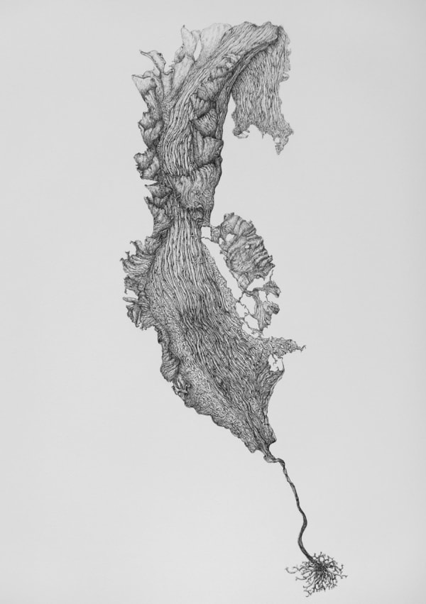 Magdalena Choluj, Laminaria Saccharina | Sugar Kelp, 2023