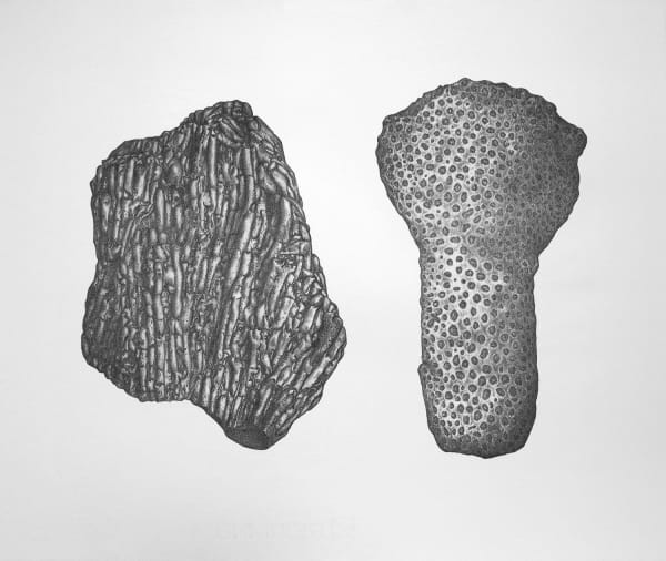 Jodi Le Bigre, Online Shopping: Fossil Coral and "Fossil" Coral