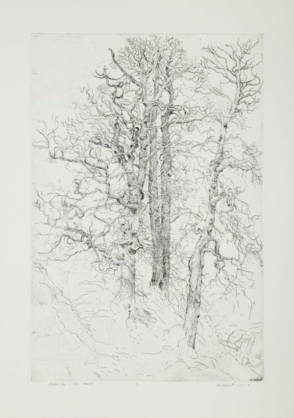 Skeleton Trees, Cromarty