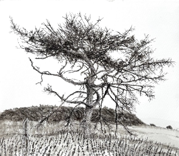 Braemore Tree Ink Study
