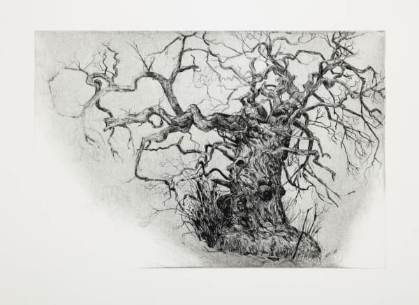 Ian Westacott Wild Tree - Sweet Chestnut - Cromarty, 2017-18 2 of 10