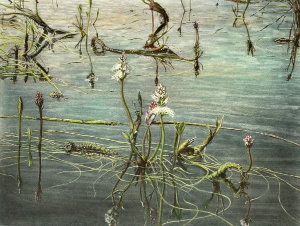 Dark Beauty (Bogbean in Flower)