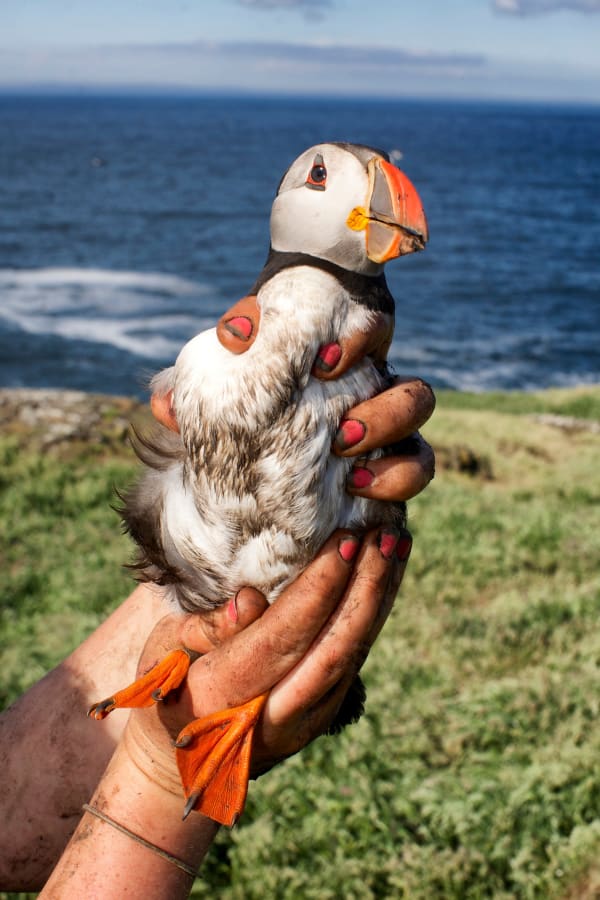 Kieran Dodds Puffin in the Hand, Isle of May Edition of 10