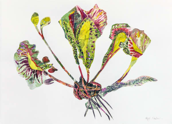 OTHER WORLDLY / INSECTIVOROUS LUSNAFIR.