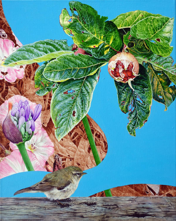 Chiffchaff and a Medlar