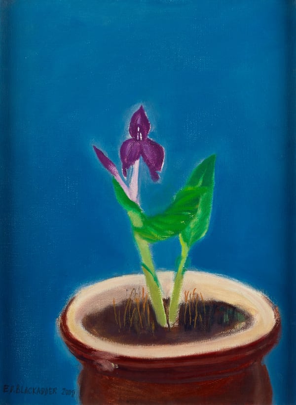 ELIZABETH BLACKADDER, Little Plant, Roscoea Humeana, 2008