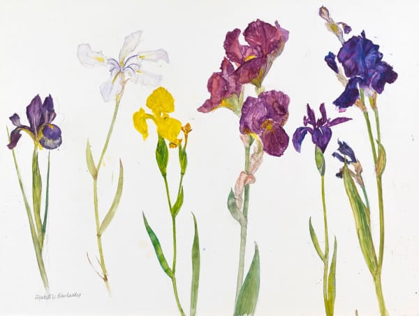 ELIZABETH BLACKADDER, Irises, 2011