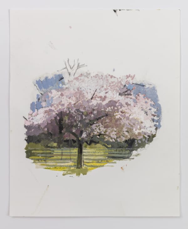 EILEEN HOGAN, Japanese Flowering Cherry, prunus serrurata, Edwardes Square, 2023