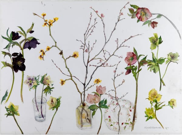 ELIZABETH BLACKADDER, Hellebore and Spring Blossoms, 2010