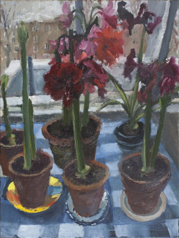 LINDA HEATHCOAT-AMORY, Winter Amaryllis, 2017