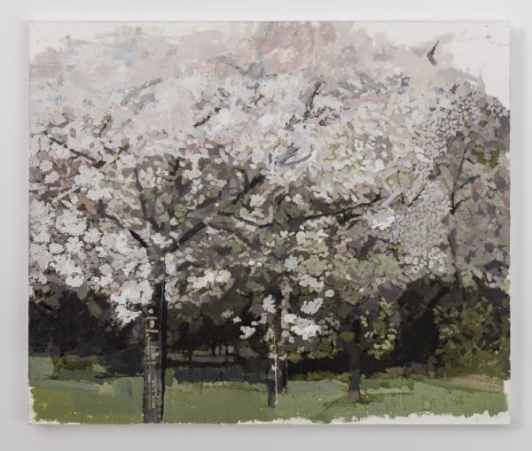 EILEEN HOGAN, Japanese Flowering Cherry, prunus serrurata 2, Edwardes Square