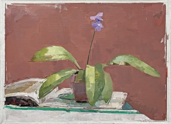 BEN HENRIQUES, Streptocarpus, 2021