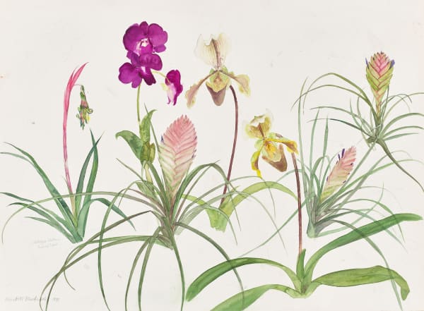 ELIZABETH BLACKADDER, Orchids and Tillandsia, 1993