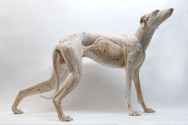 NICHOLAS JOHNSON, Lurcher