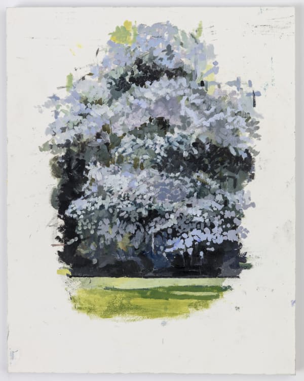 EILEEN HOGAN, Silver Wattle, acacia dealbata, Edwardes Square, 2024