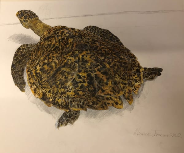 Nicholas Johnson - Turtle, 2022