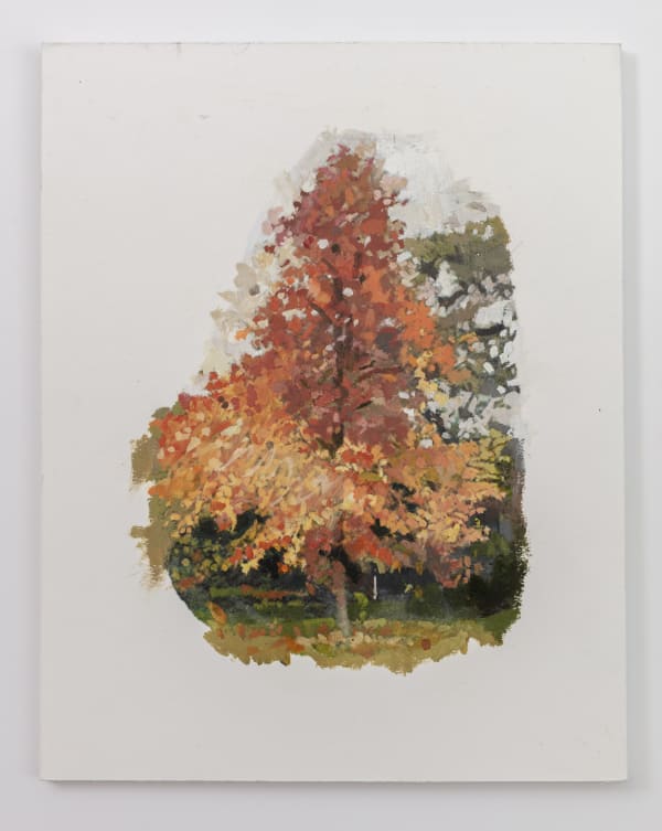 EILEEN HOGAN, Sweetgum, liquidambar styraciflua, Edwardes Square, 2023