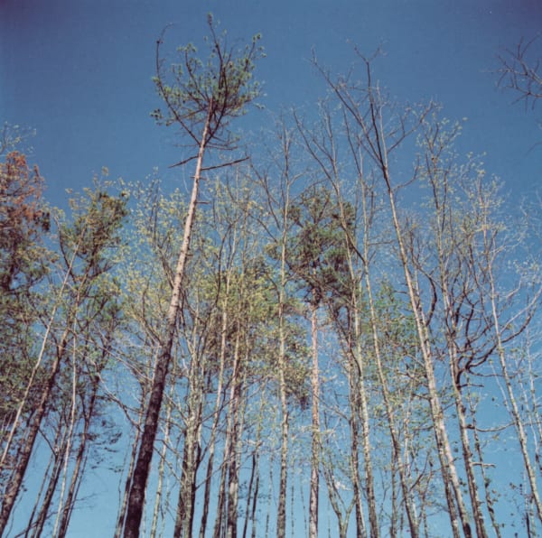 Harry Callahan Lake Lanier (2 of 4 parts), 1979 Dye transfer print, printed c. 1982 4 1/2 x 4 1/2 in (11.4 x 11.4 cm)