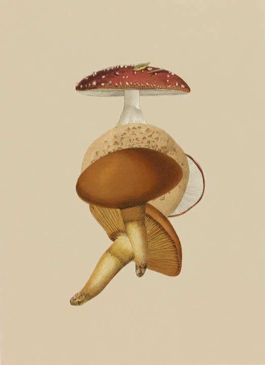 Frederick Sommer, Untitled, 1997