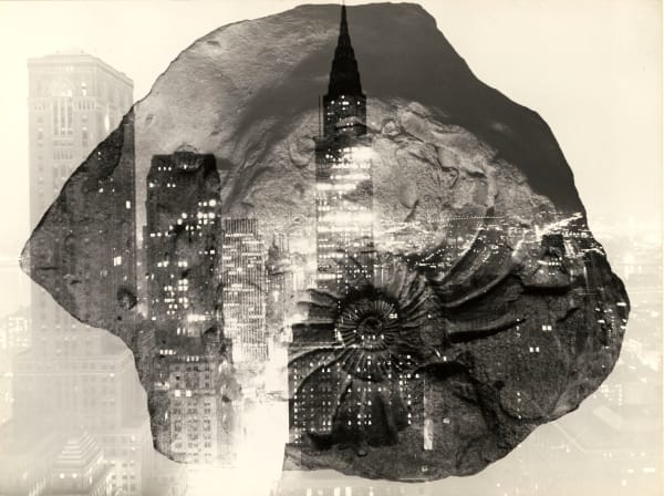 Fossil in Formation