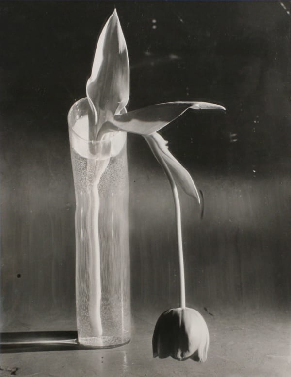 Melancholic Tulip
