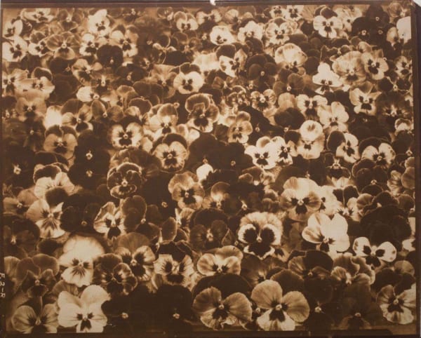 Friends, Romans and Countrymen