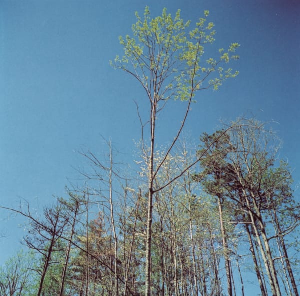 Harry Callahan Lake Lanier (4 of 4 parts), 1979 Dye transfer print, printed c. 1982 4 1/2 x 4 1/2 in (11.4 x 11.4 cm)