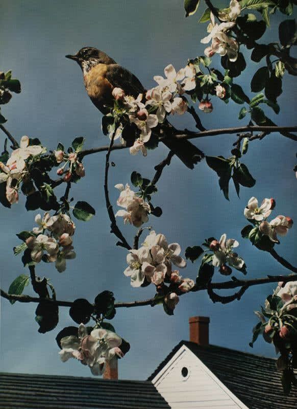 Paul Outerbridge, First Robin of Spring, c. 1938