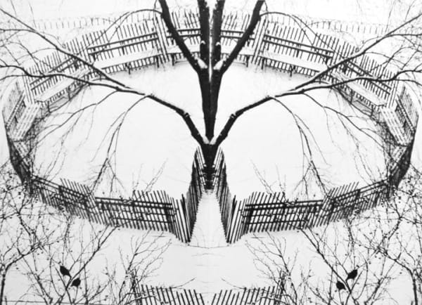 André Kertész, A Winter Garden, New York, 1970