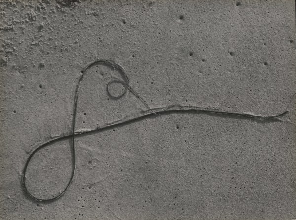 Aaron Siskind Seaweed, 1940s Gelatin silver print mounted to board, printed c. 1940s 7 x 9 3/8 in (17.8 x 23.8 cm)