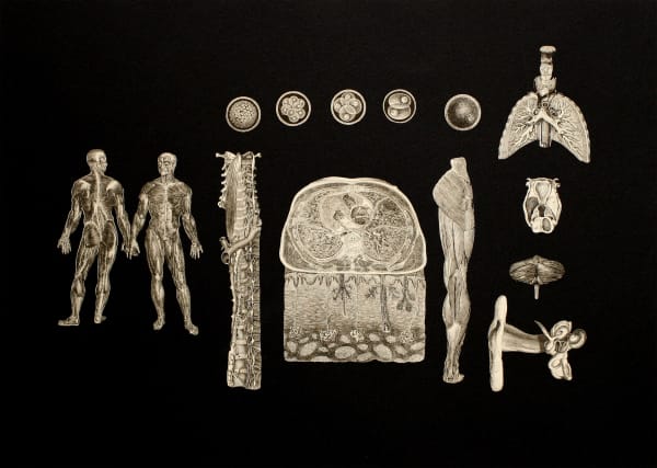 Frederick Sommer Untitled, 1996 Collage on paper 10 15/16 x 16 1/6 in (27.78 x 41.06 cm)