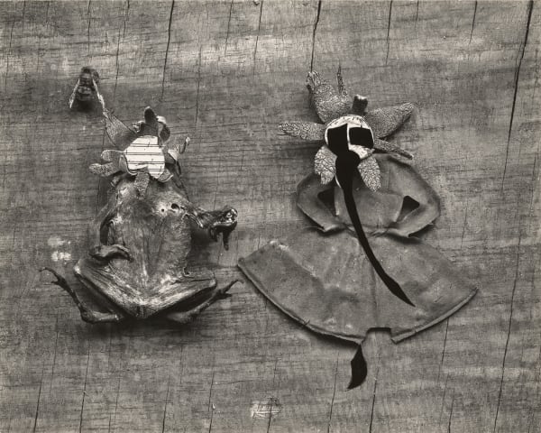 Flower and Frog (Photo-Object)