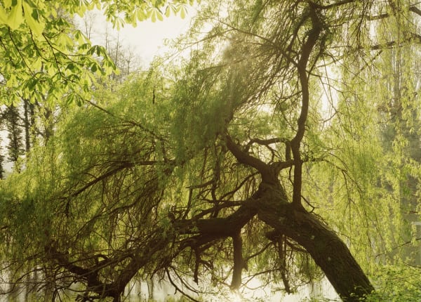 Elger Esser Belle Ile sur le Risle II, 2019 Directprint on silver-coated copper plate 10 3/8 x 13 in (26.4 x 33 cm)