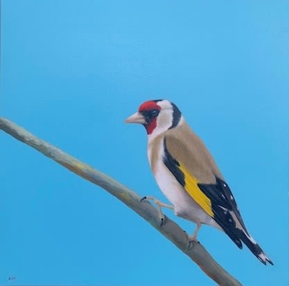 Elyo, Goldfinch