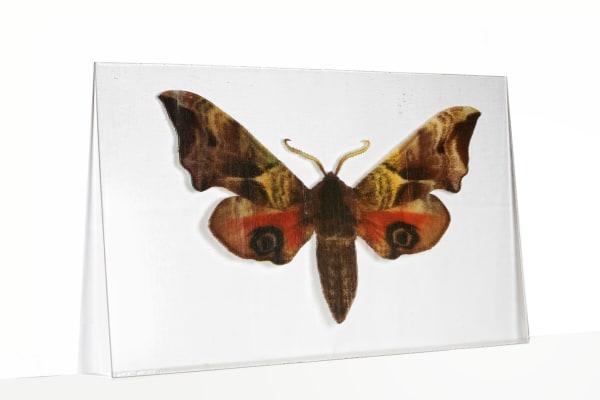 Jeffrey Sarmiento, Flutter, 2015