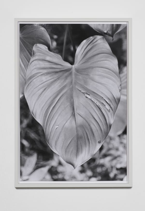 Anouk Meret Tschanz, Blatt 2020, aus der Werkgruppe Blätter, 2020