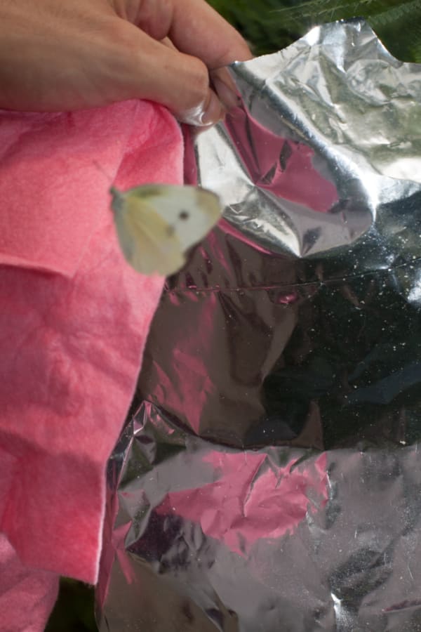 Paul Hutchinson, Schmetterlinge, pink and silver, 2016