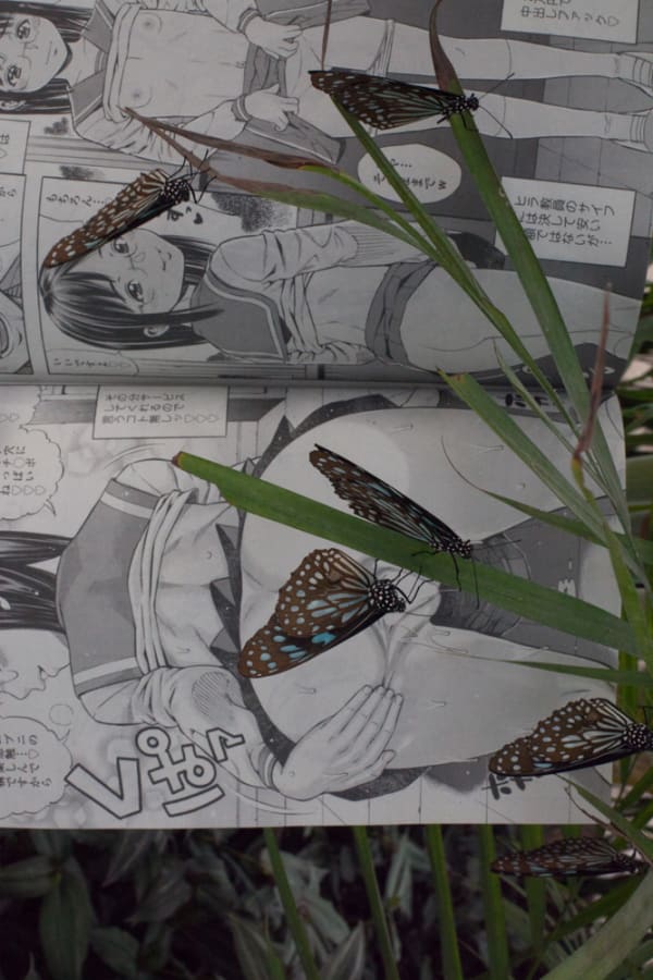 Paul Hutchinson, Schmetterlinge, Hentai (II), 2016