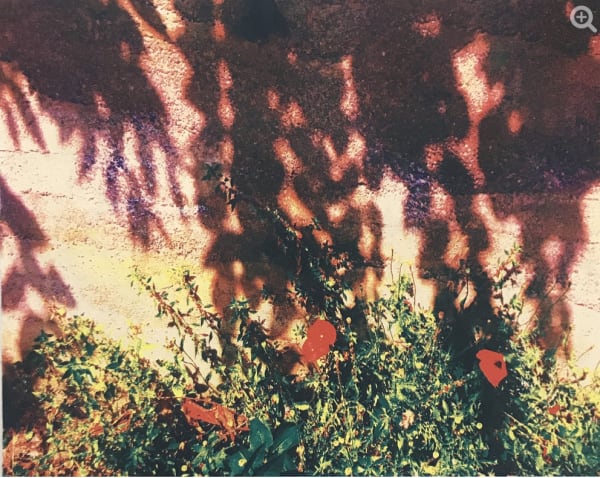 Serena Perrone, Ortensia Elettrica series: Papaveri, 2019