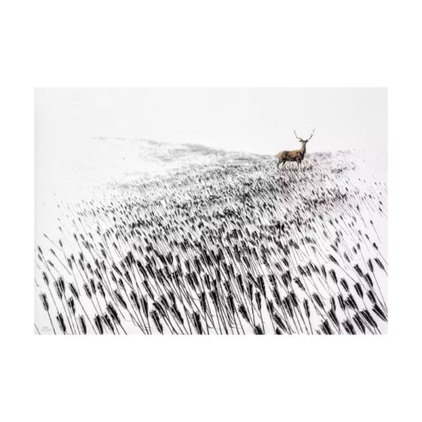 Pejac, Meadow (Hand Finished Edicioń Especial), 2015