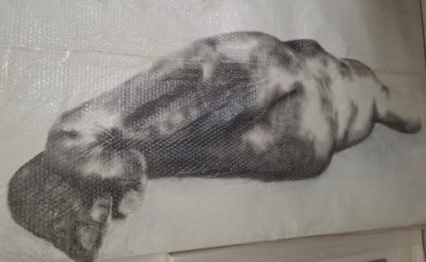 Lesego Nhlapo, Feral Rest, 2025